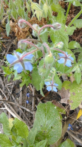 Ogórecznik — Bild 5