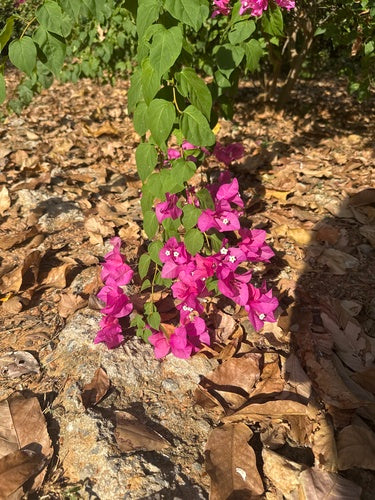 Bugenwilla — Bild 4