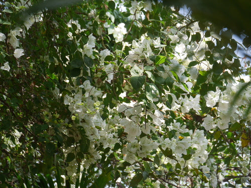 Bugenwilla — Bild 5