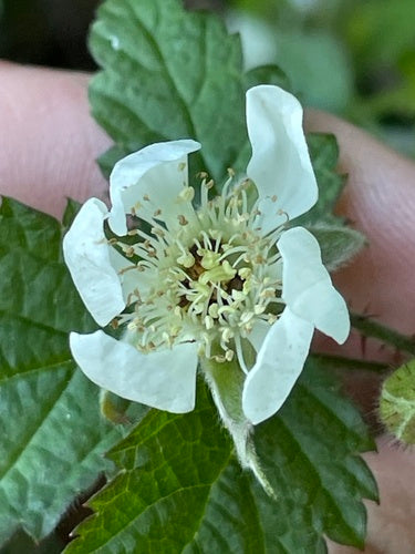 Boysenberry — zdjęcie 5 z 8