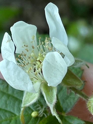 Boysenberry — zdjęcie 4 z 8