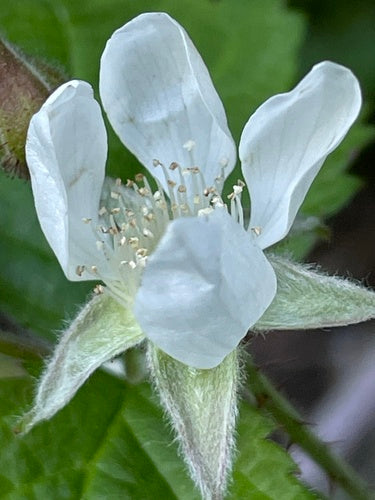 Boysenberry — zdjęcie 3 z 8