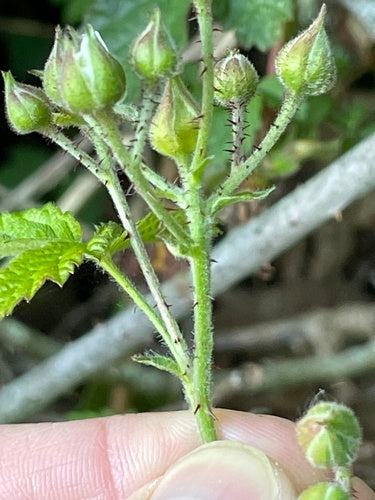 Boysenberry — zdjęcie 2 z 8