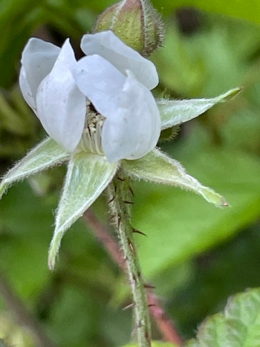Boysenberry — zdjęcie 1 z 8