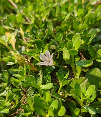 Brahmi — Bild 1