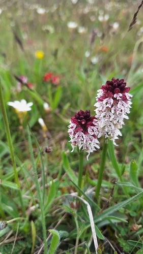 Spalona orchidea — Bild 5