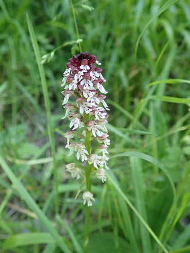 Spalona orchidea — Bild 4