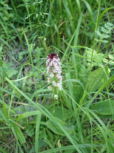 Spalona orchidea — Bild 3
