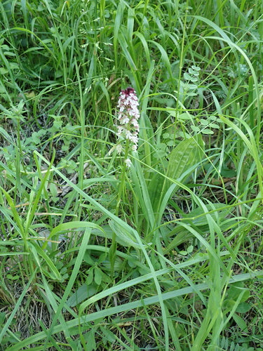 Spalona orchidea — Bild 2