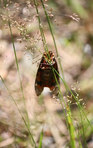 Niedźwiedź brunatny — Bild 4