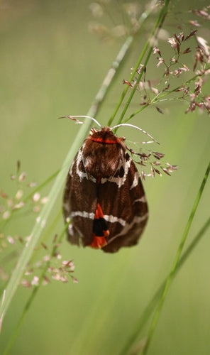 Niedźwiedź brunatny — Bild 3