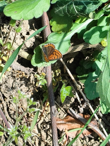 Brązowy ognisty motyl — Bild 4