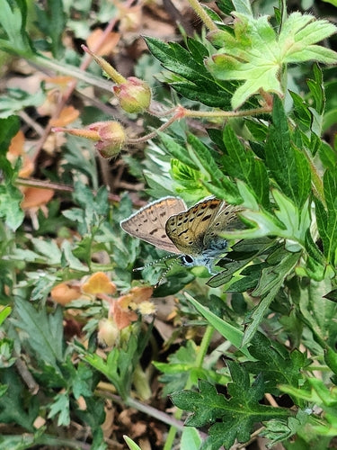 Brązowy ognisty motyl — Bild 3