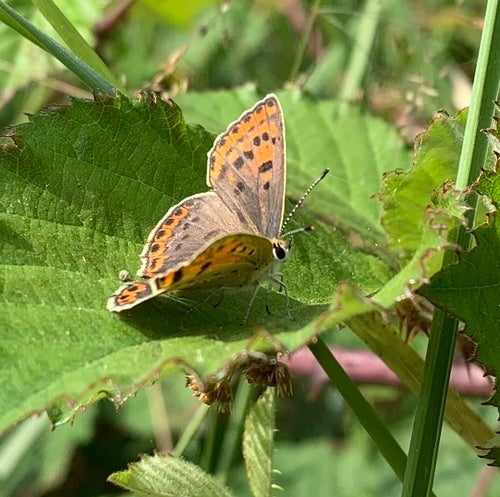 Brązowy ognisty motyl — Bild 5