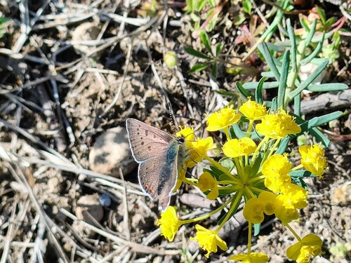 Brązowy ognisty motyl — Bild 2