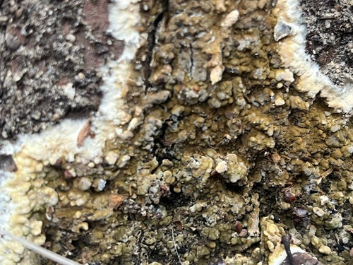 Brązowa zgnilizna piwniczna — Bild 2