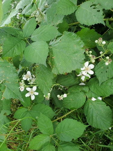 Jeżyny — Bild 4