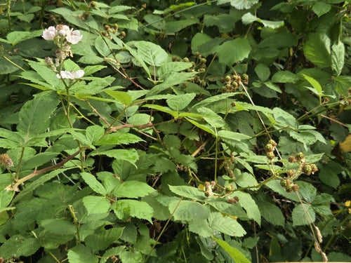 Jeżyny — Bild 5