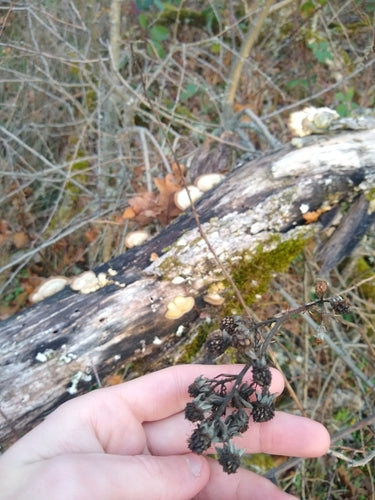 Jeżyny — Bild 4
