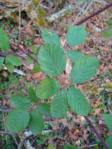 Jeżyny — Bild 5