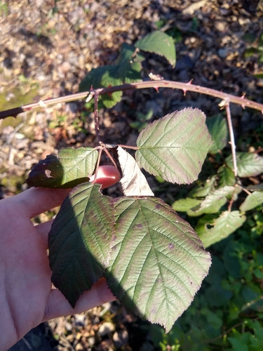 Jeżyny — Bild 2