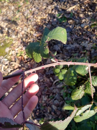 Jeżyny — Bild 3