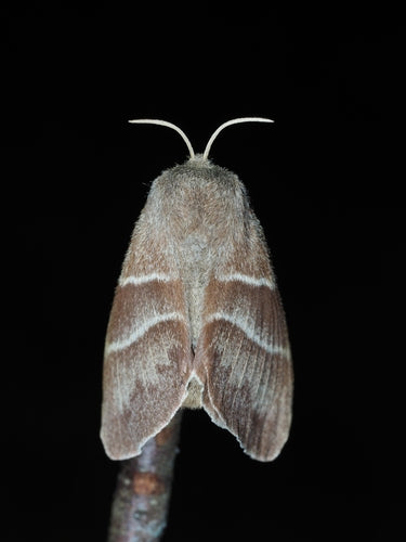 Ćma jeżynowa — Bild 5