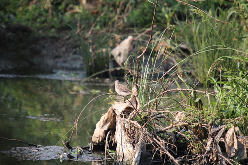 Piaskownica drzewna — Bild 5