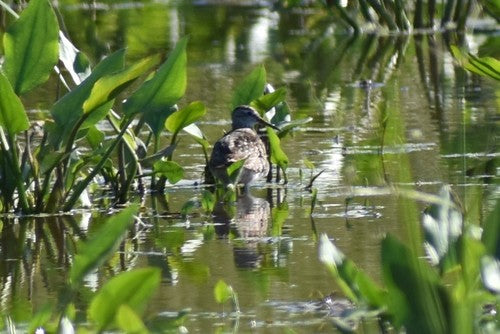 Piaskownica drzewna — Bild 3