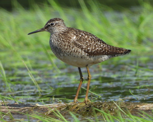 Piaskownica drzewna — Bild 2