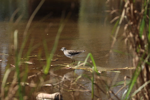 Piaskownica drzewna — Bild 4
