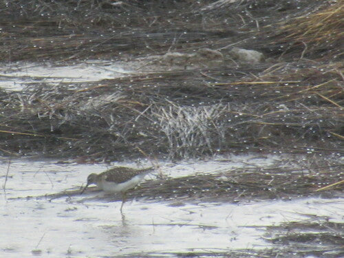 Piaskownica drzewna — Bild 2