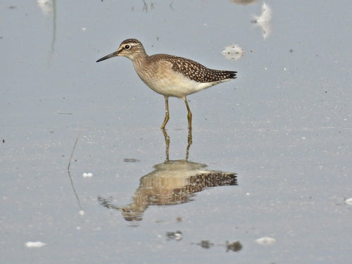 Piaskownica drzewna — Bild 3