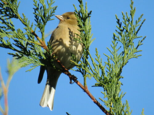Zięba — Bild 2