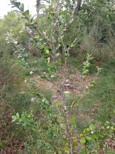 Bukszpan — Bild 3