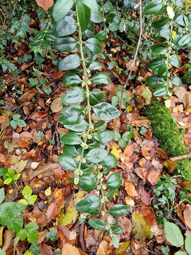 Bukszpan — Bild 2