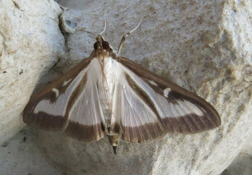 Świder bukszpanowy — Bild 2