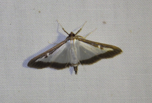 Świder bukszpanowy — Bild 3