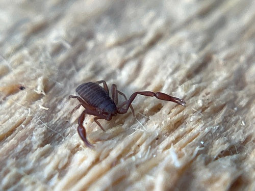 Bookscorpion — Bild 3