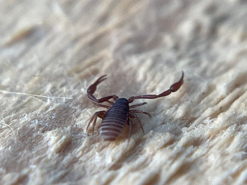 Bookscorpion — Bild 2