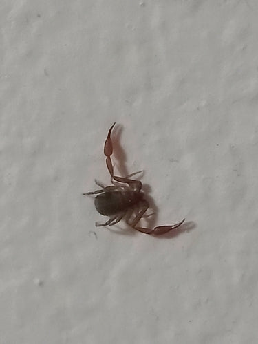 Bookscorpion — Bild 4