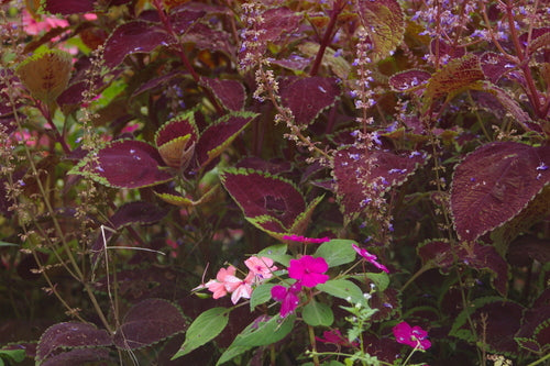 Coleus — Bild 5