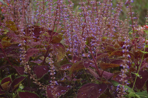 Coleus — Bild 4