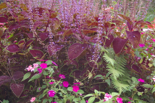 Coleus — Bild 3
