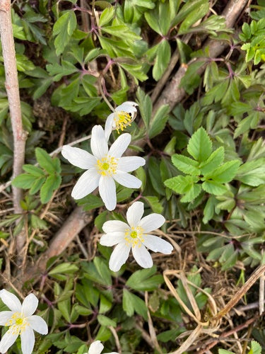 Zawilce leśne — Bild 5