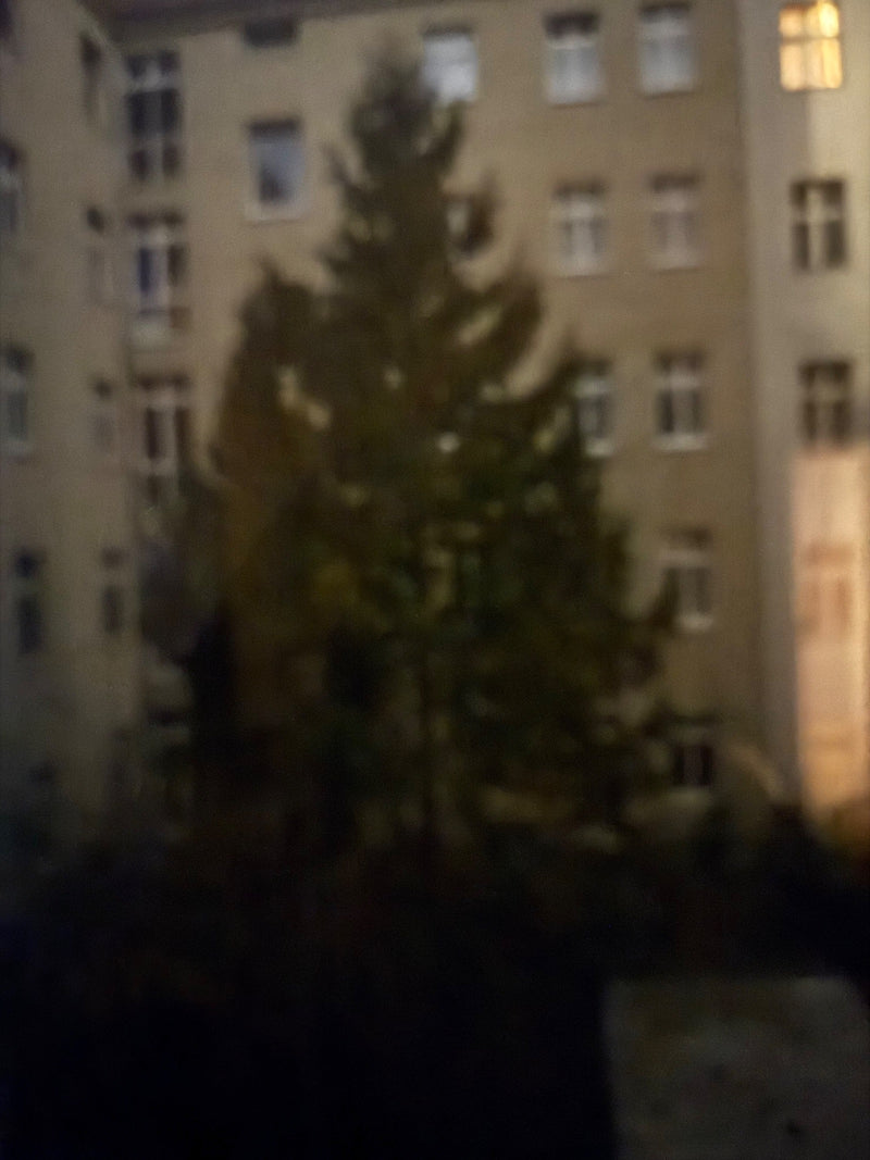 Świerk norweski — Bild 4