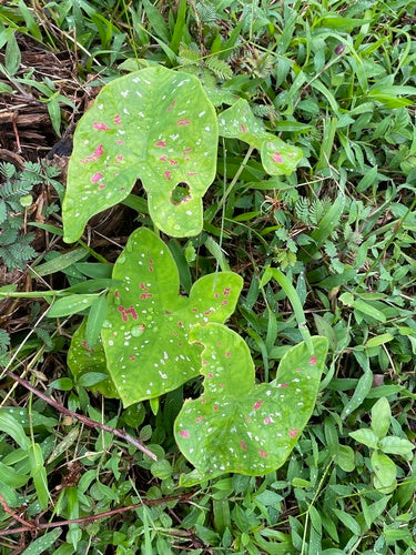 Kaladium — Bild 3