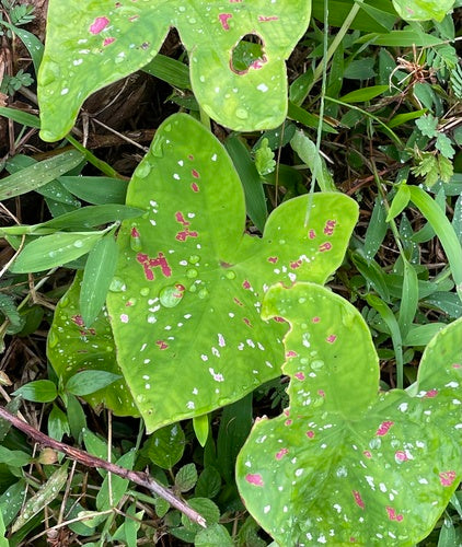 Kaladium — Bild 4