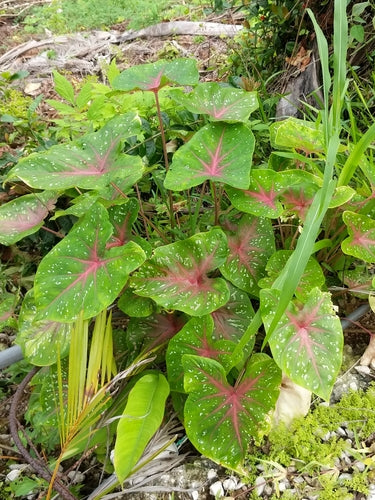 Kaladium — Bild 2