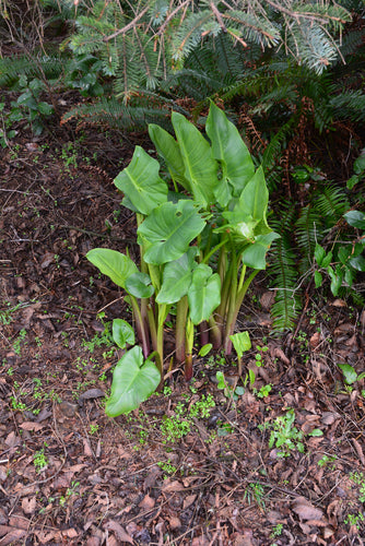 Calla — Bild 4
